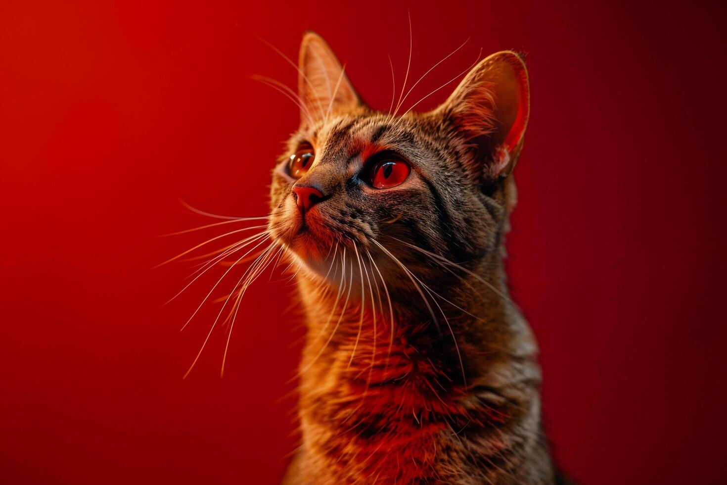 Playful Cats Showcased Against a B  Red Background Radiating Charm photo