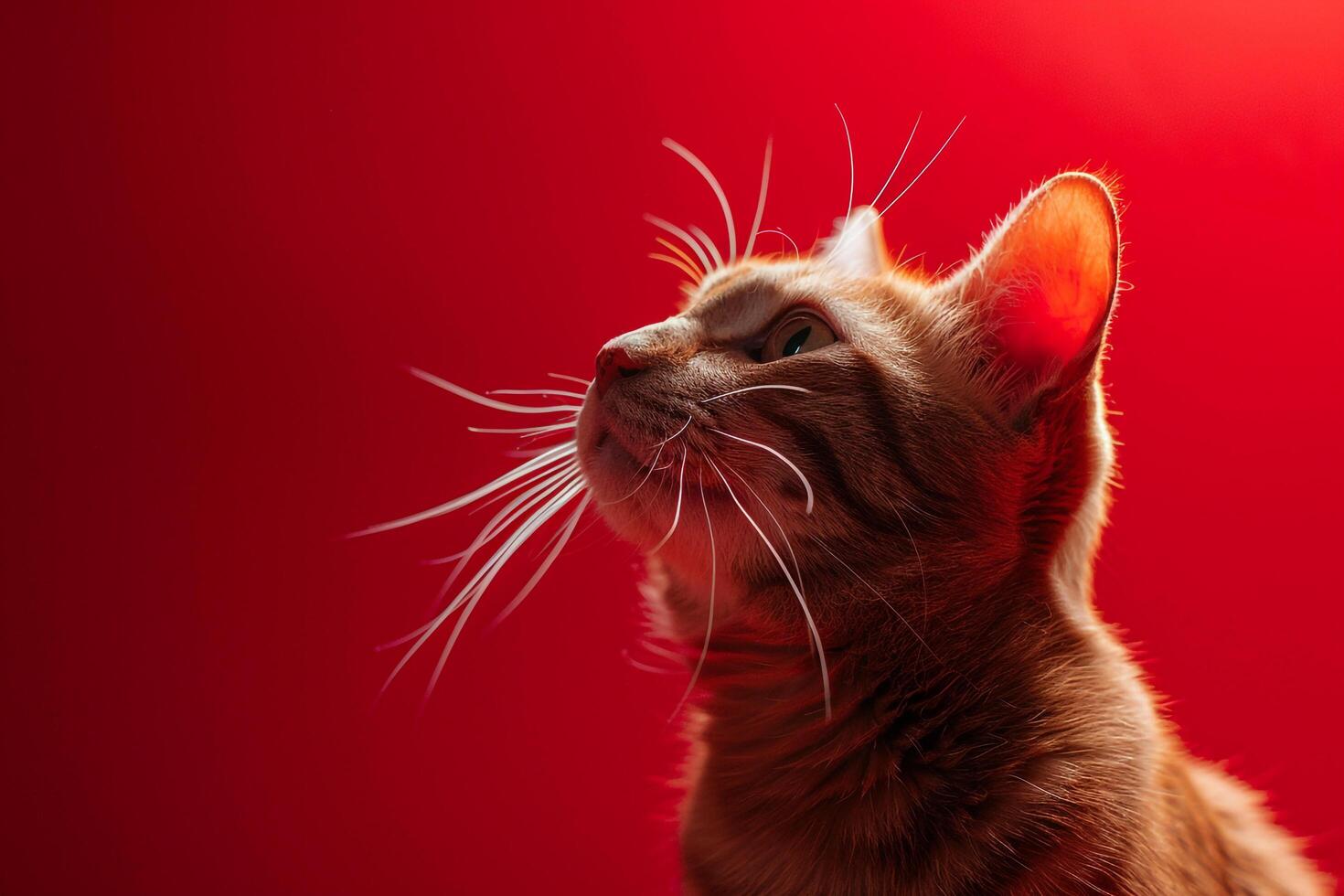 Playful Cats on a B  Red Background Emphasizing Their   Nature photo