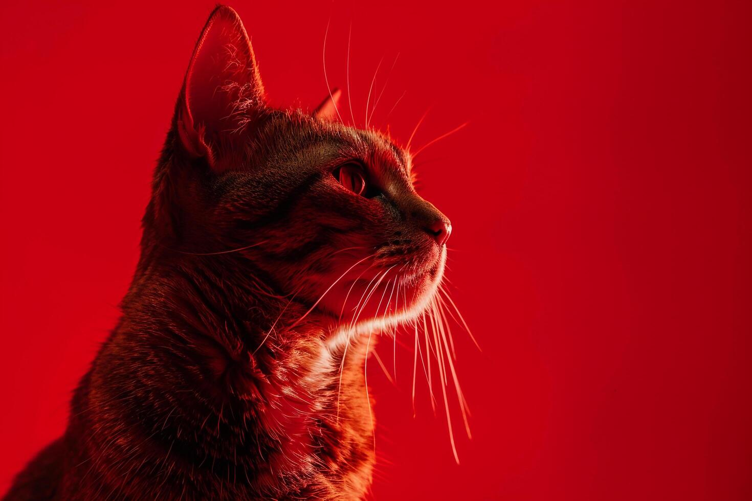 B  Red Background with Energetic Cats Showcasing Their Fun and Lively Personalities photo