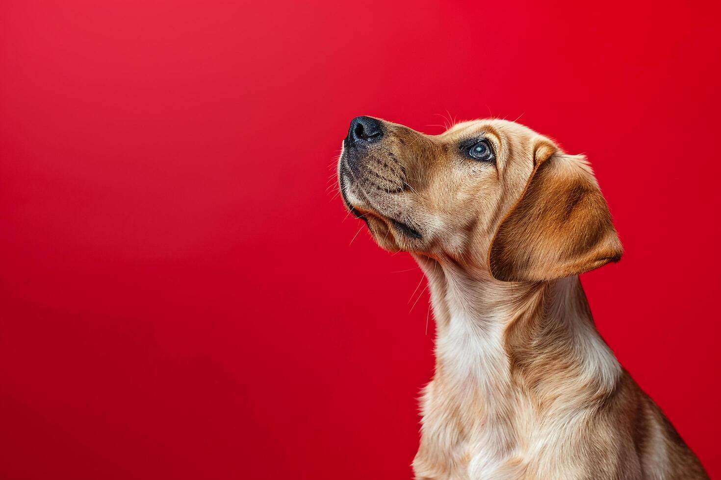 Dog Sitting Calmly with  Red Background photo