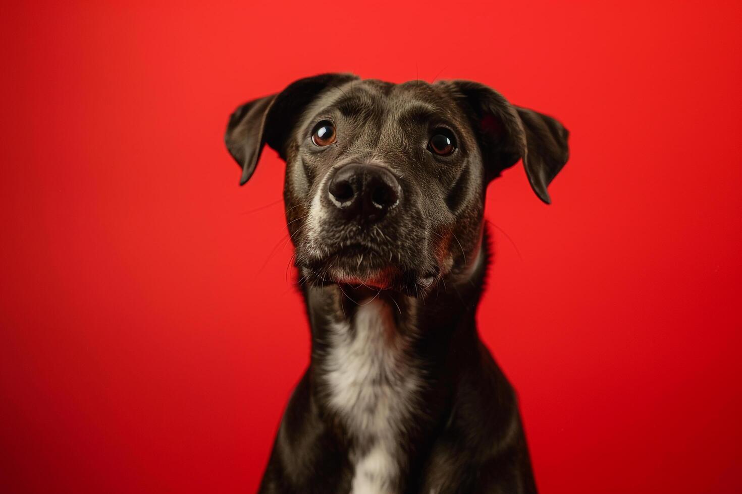 Dog Sitting with  Red Background photo