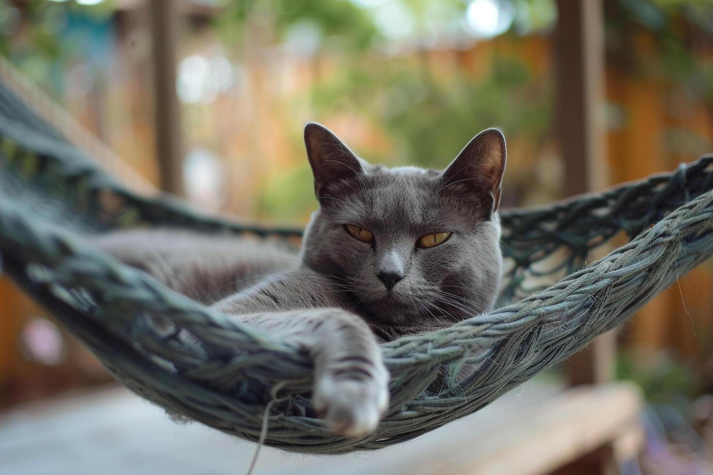 Gray Cat Relaxing in Hammock   Swaying Gently in Serene Home photo