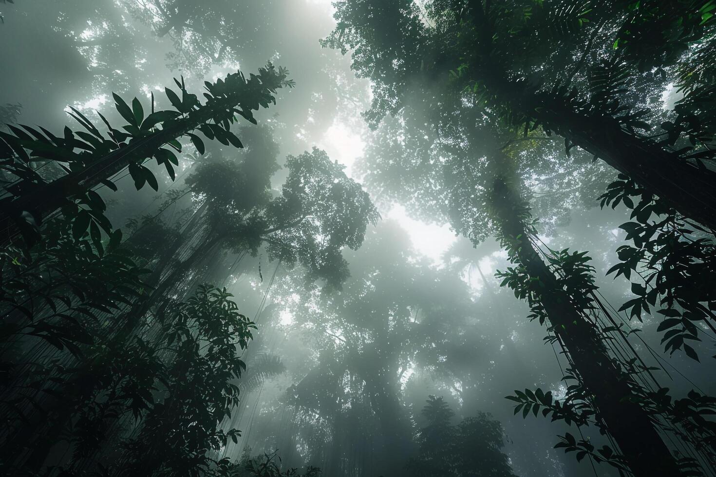 Dense Amazon Rainforest Canopy with Mist Swirling Around Ancient Trees photo