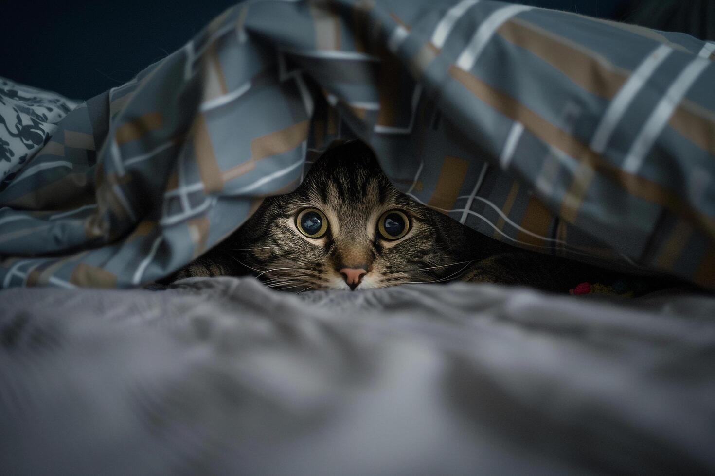 Tabby Cat Peeking Out from Bed Ready for Toy Play photo