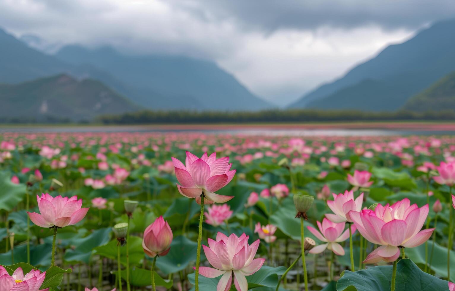 loto flores en un montaña lago a puesta de sol foto