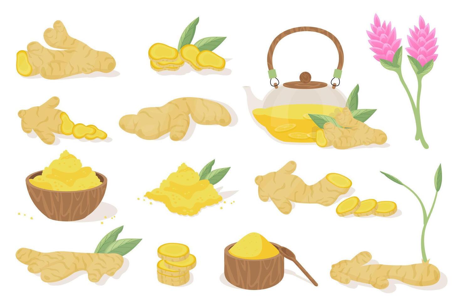 Ginger product mega set elements in flat cartoon graphic design. Bundle objects of raw roots, slices, spicy tea in teapot, powder in wooden bowl, sprout, leaves, flower, other. illustration. vector