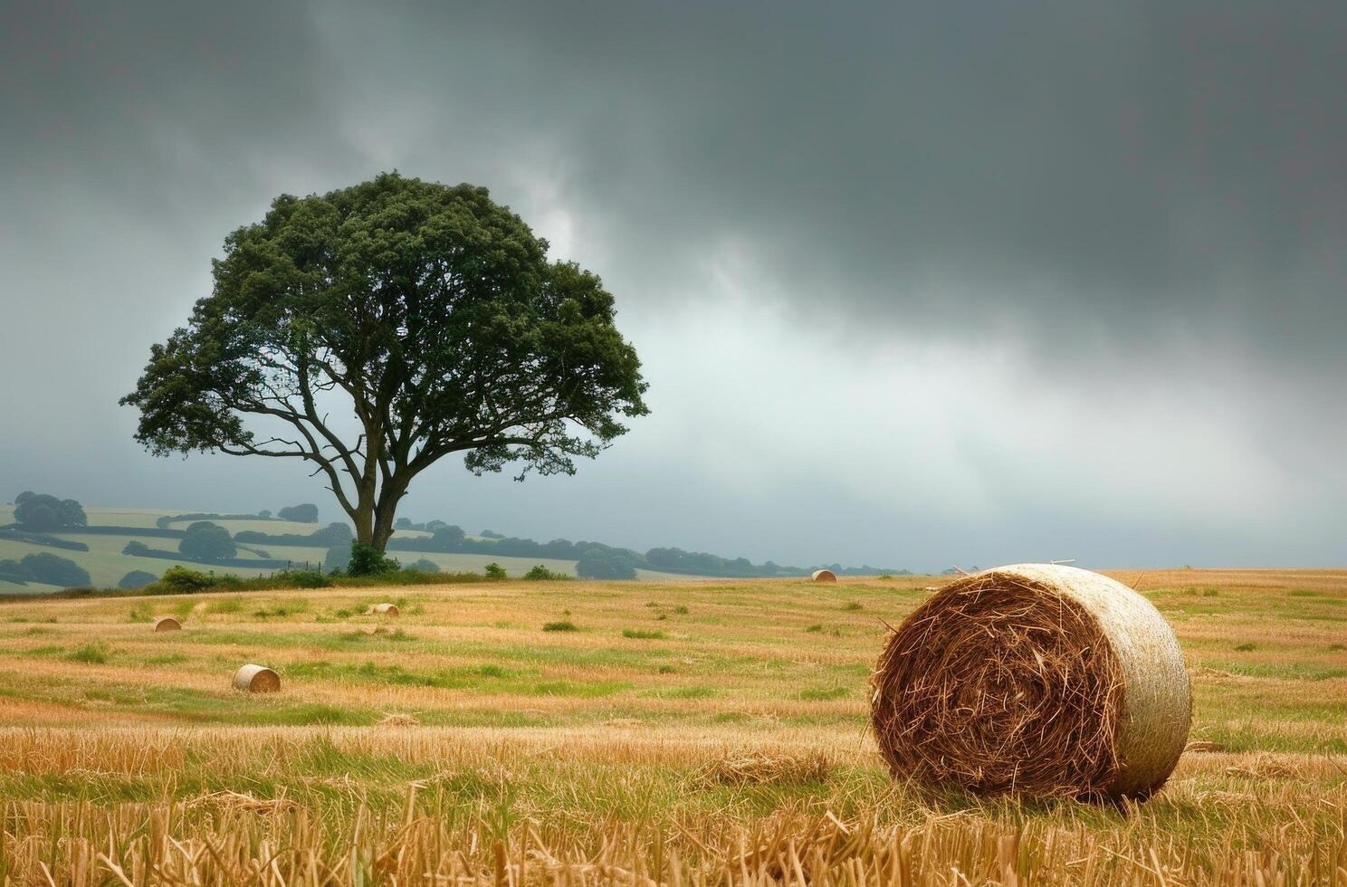 Rural Field With Hay Bales and a Single Tree photo