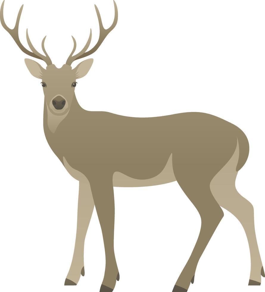 Deer or reindeer with antlers illustration. vector