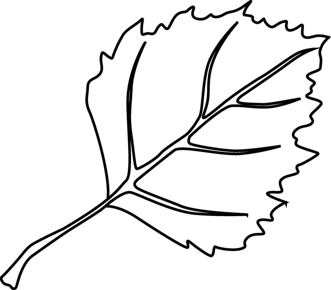 Nature design of linden leaf. vector