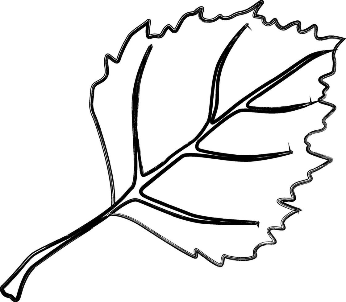 Nature design of linden leaf. vector