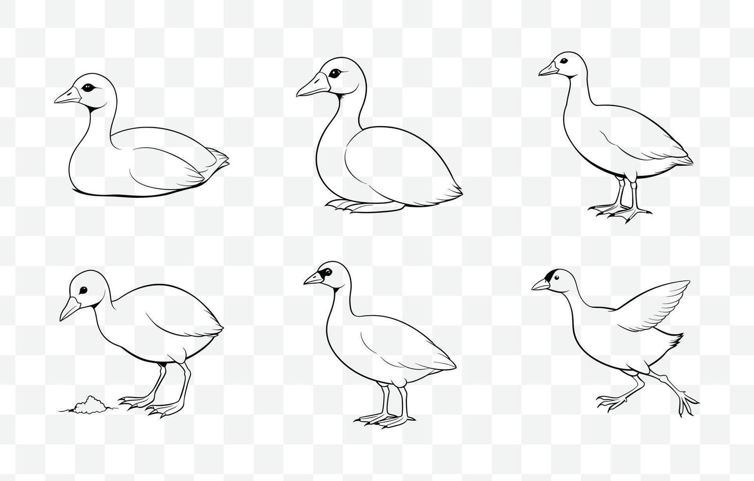 Print Elegant Coot Line Art Set for Sophisticated and Artistic Designs in Nature Illustrations vector