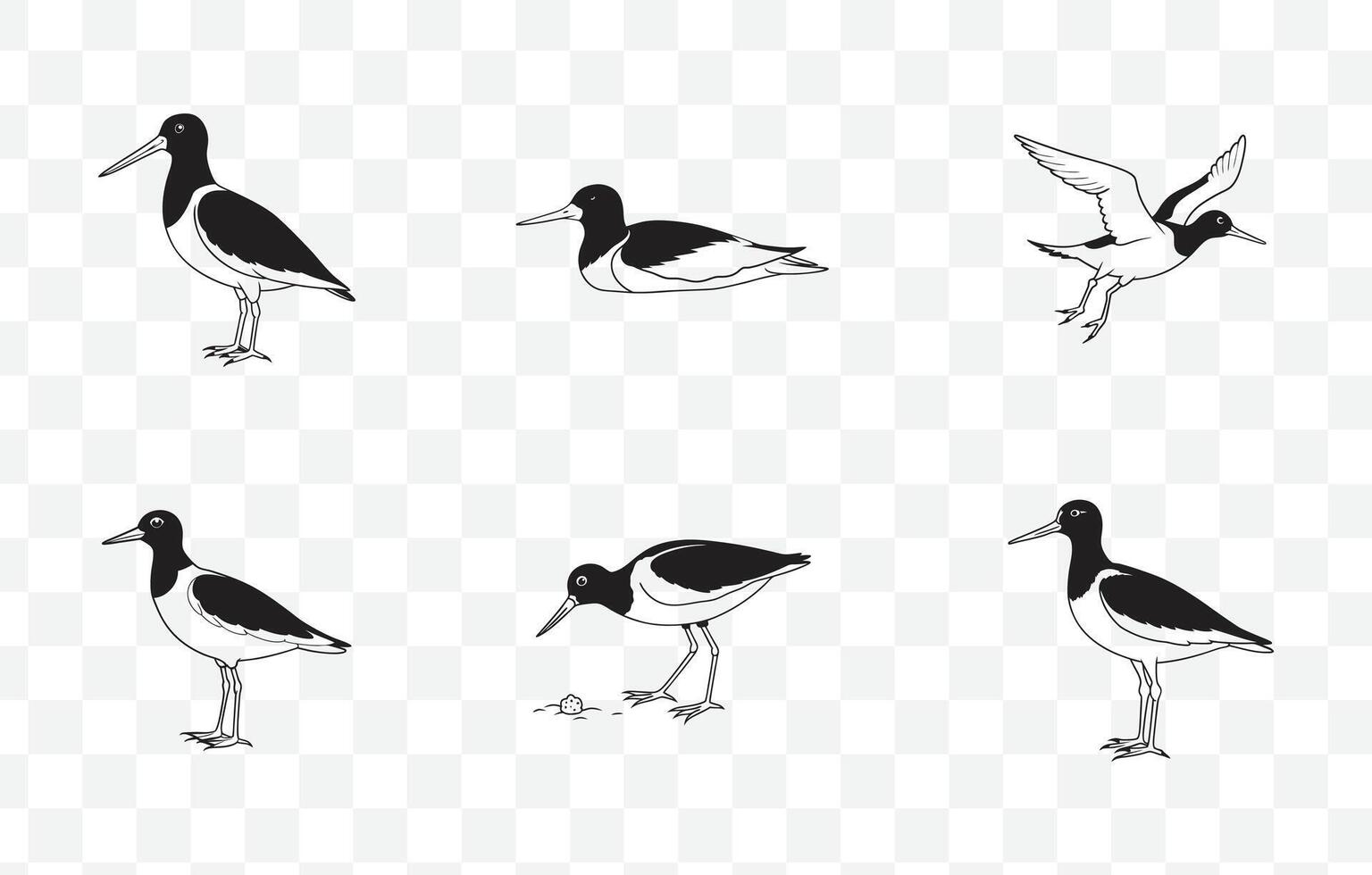 Oystercatcher Line Art Set Detailed Illustrations of Coastal Bird with Long Bill and Striking Plumage vector