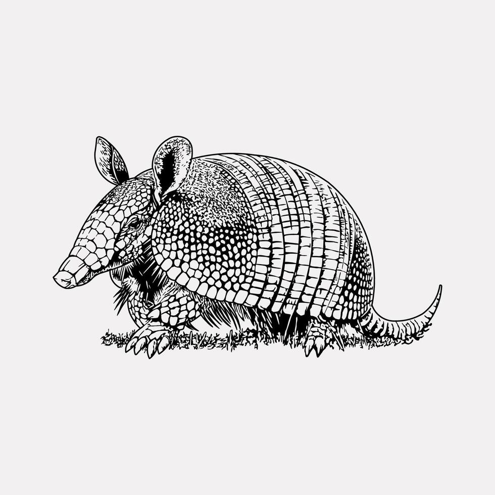 Armadillo hand drawn vintage illustration vector
