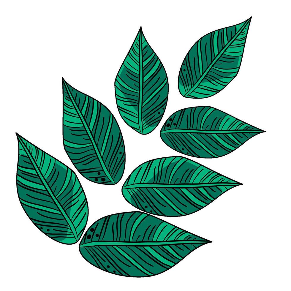 Tropical branch with decorative leaves vector