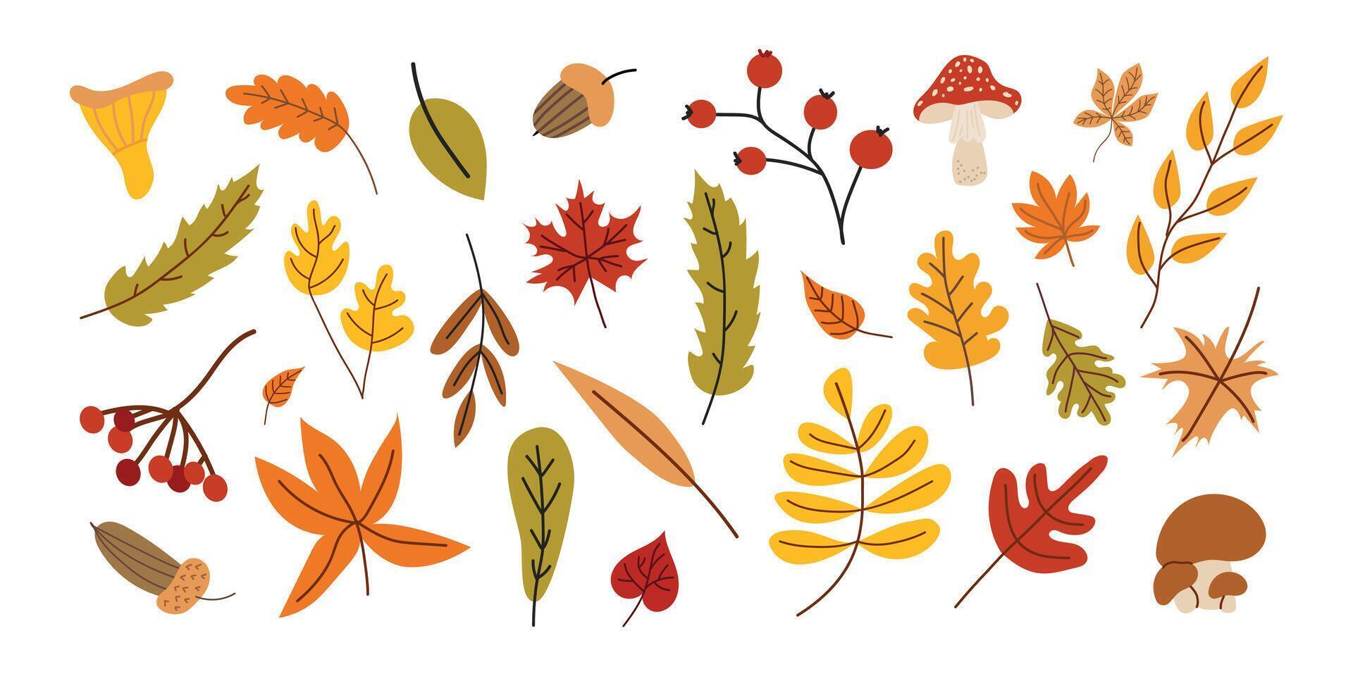 WebCollection of different fall leaves and mushrooms. Autumn season. set of leaves. White isolated background. Elements for scrapbooking. vector