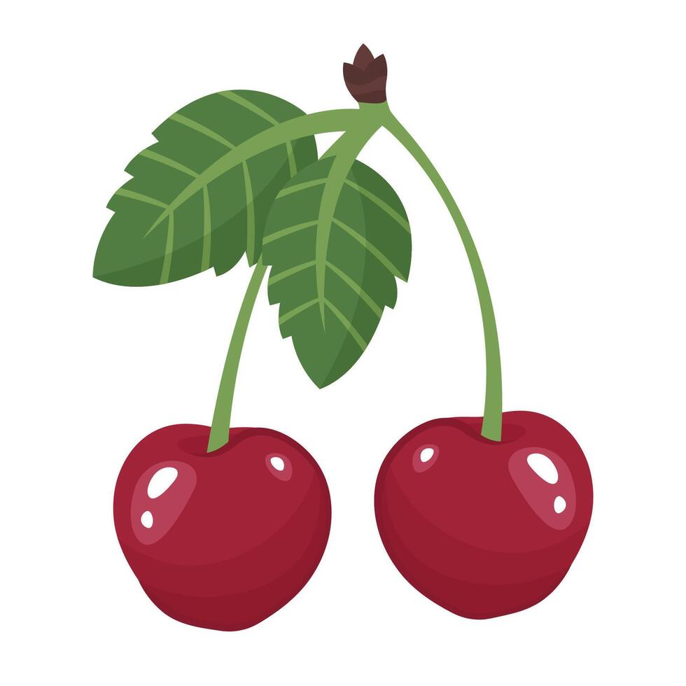 Fresh cherry isolated on white background. Cherries bunch. Juices ripe fruit with leaves close up. Berries top view. Delicious Organic food. illustration vector