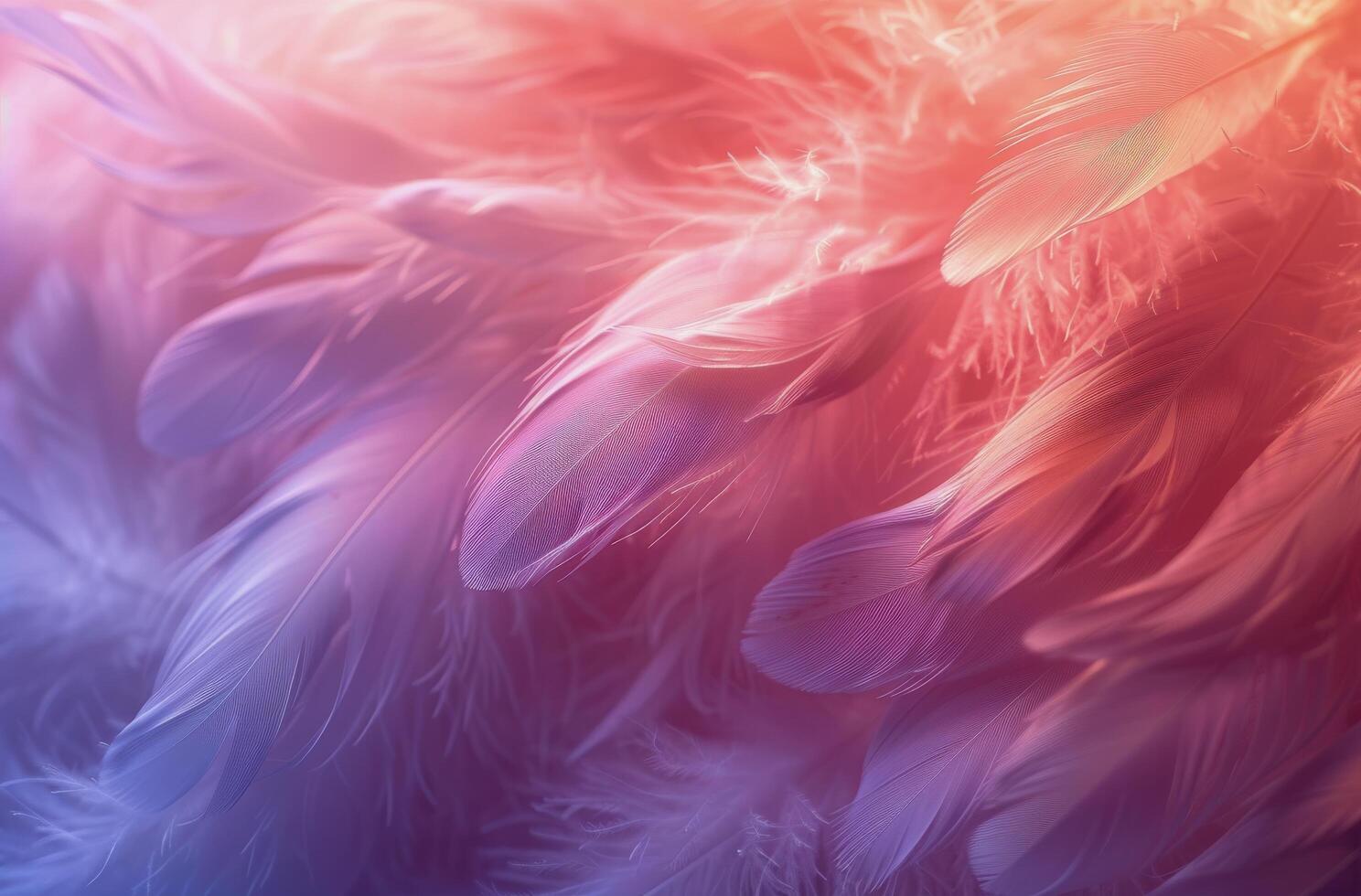 Soft Pink And White Feathers In Golden Light photo