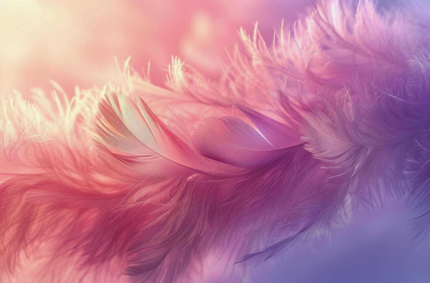 Close Up of Soft Purple and Pink Feathers photo