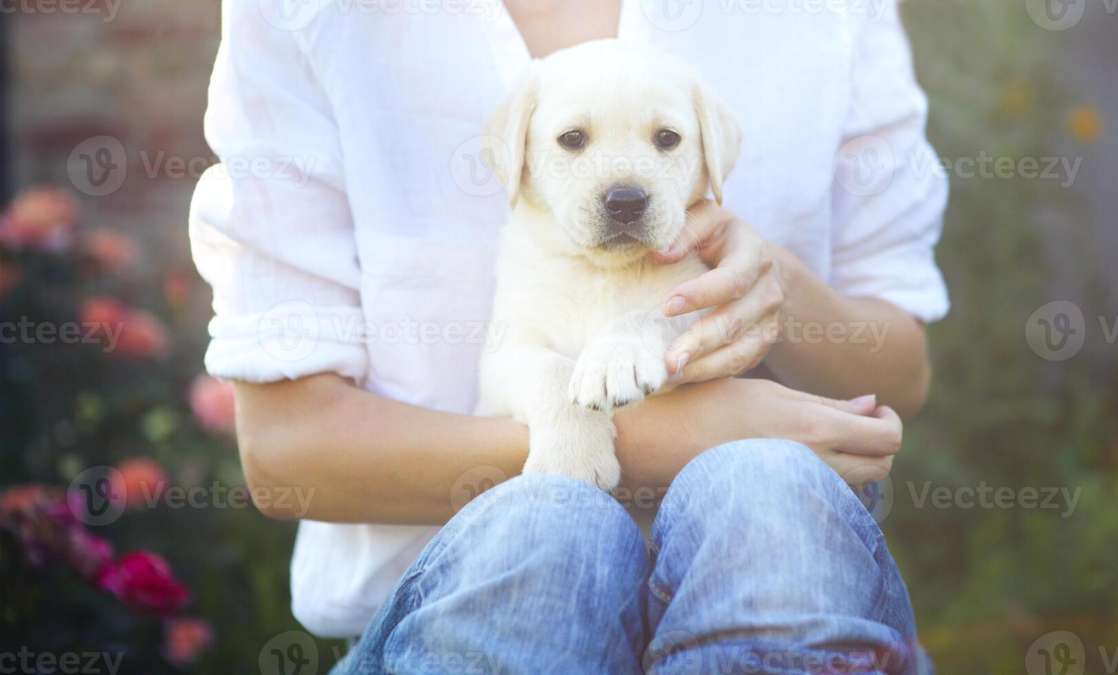 Woman in white blouse with puppy of labrador sitting on her knees photo