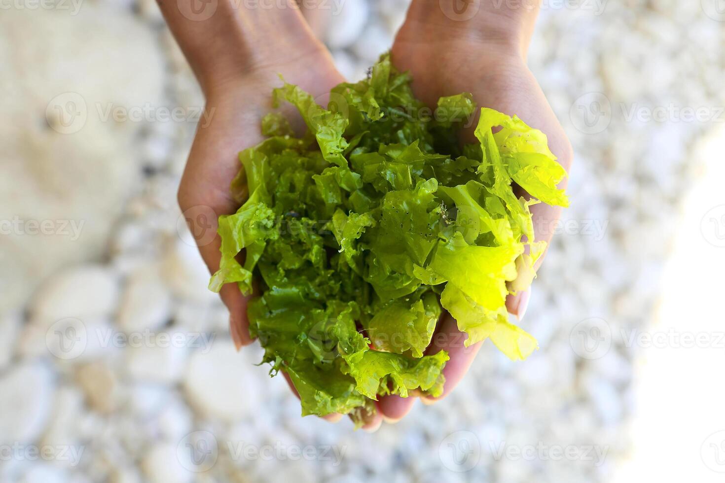 Young woman holding in hands fresh green laminaria seaweeds. photo