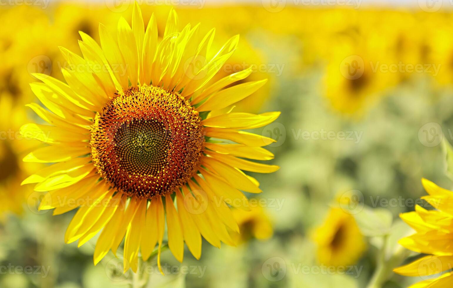 Sunflower field with bright sunlight on flower photo