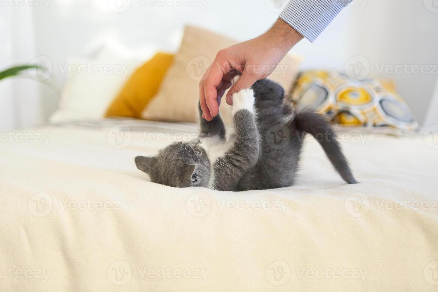 Kitten and a man. Cat on the bed and human hand photo