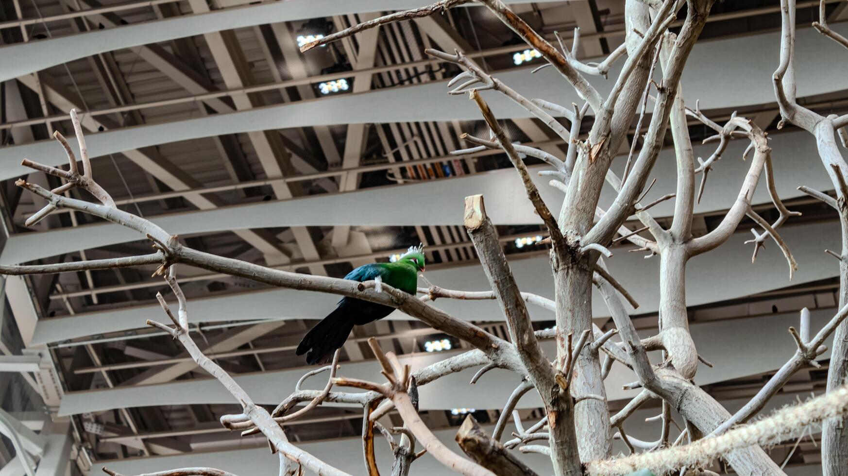 Close up of Tropical birds in the zoo photo
