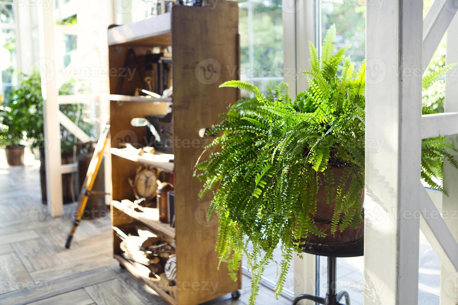 Green plant in dining room with terrace exit photo