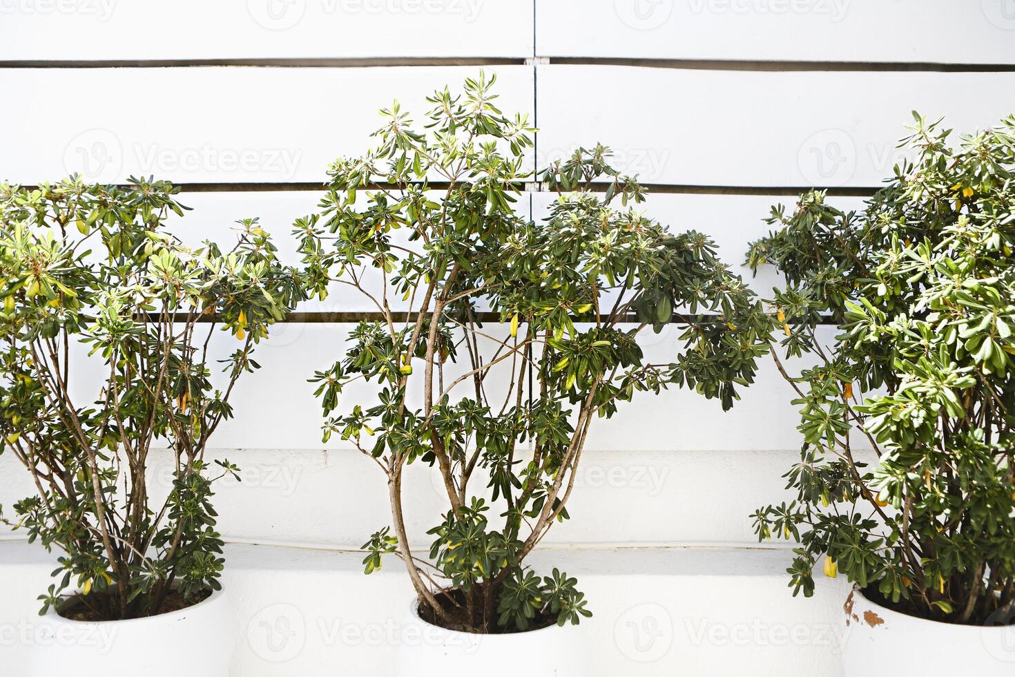 Decorative green plants in pots photo