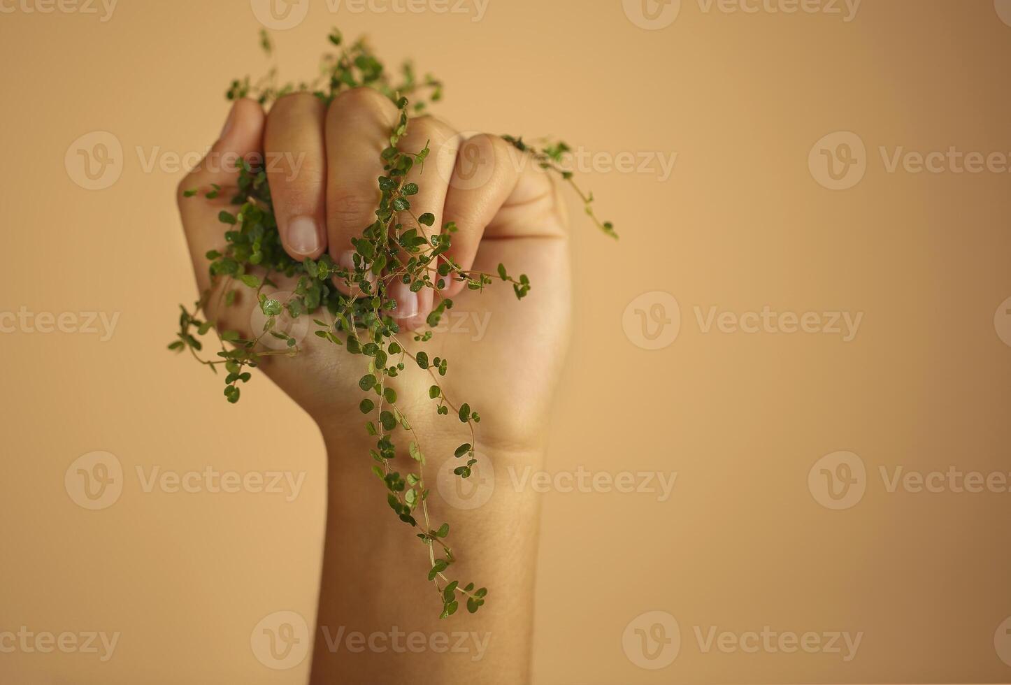 Green plant twig with leaves gripped in female hand isolated over beige wall photo