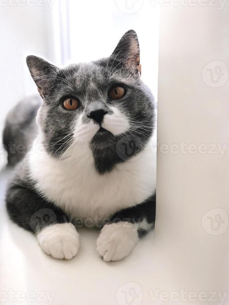 Fluffy cat resting on window at home photo