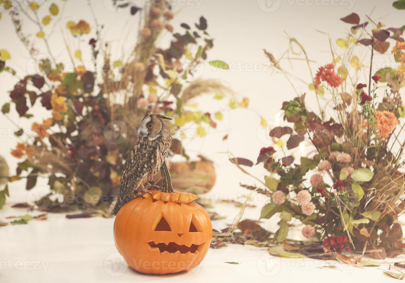 Composition of natural Halloween decorations photo