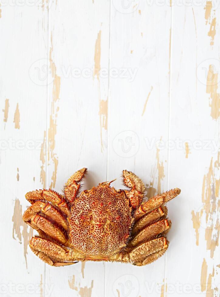 One freshly cooked crab on rustic white wooden table photo