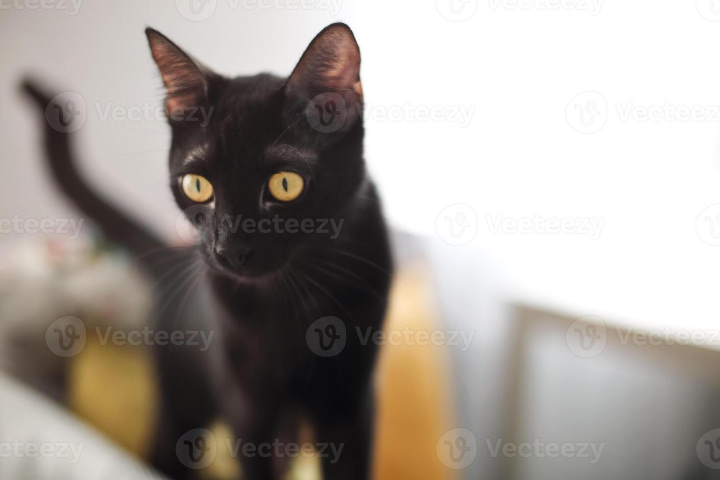 Black cat on sofa with pillows and plaid photo