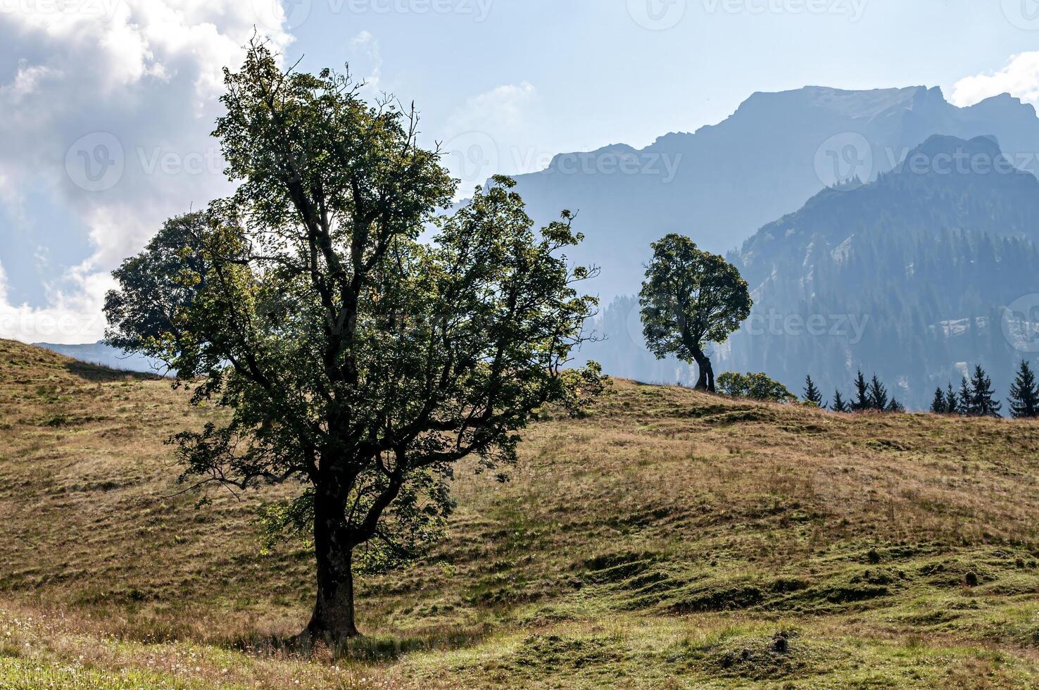landscape in the Alps with mountains, meadows, trees photo