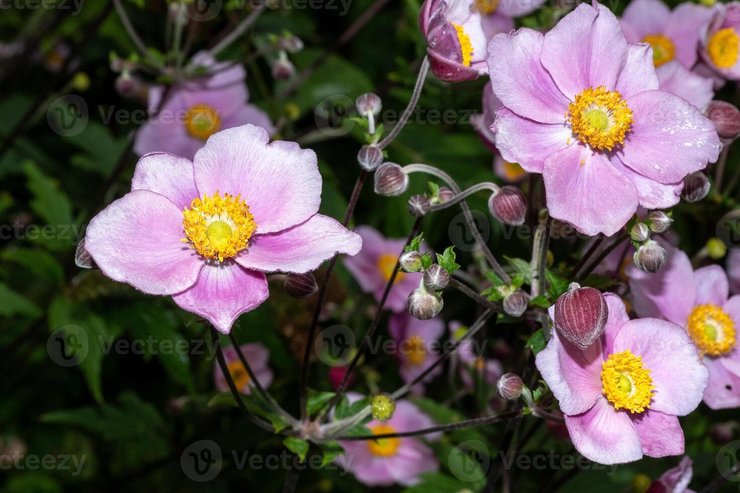 purple autumn anemone with raindrops photo