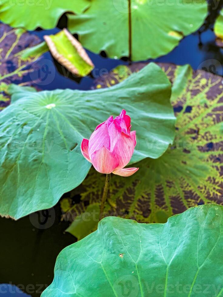 A stunning close-up of a pink lotus flower blooming amidst large green leaves in a tranquil tropical pond. Ideal for nature, botanical, and tropical themes photo