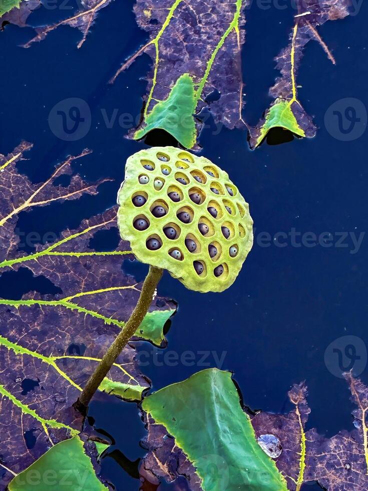 Close-up view of lotus seed pods and a budding lotus flower surrounded by large green leaves in a tranquil pond. Perfect for nature, botanical, and aquatic themes photo