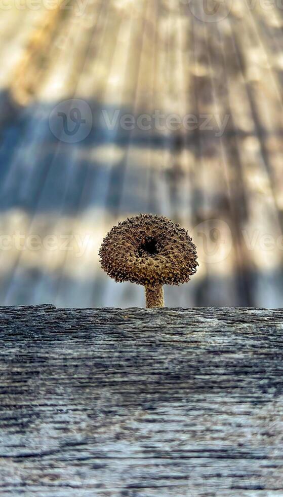 Detailed close-up of a unique mushroom growing on a wooden plank, showcasing the natural texture and organic beauty, perfect for nature and fungi-themed projects photo