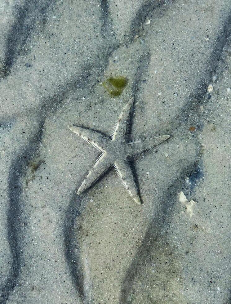 Close-up view of a starfish resting on the sandy seafloor beneath clear, shallow water, showcasing natural marine beauty, perfect for themes of marine life and coastal environments photo
