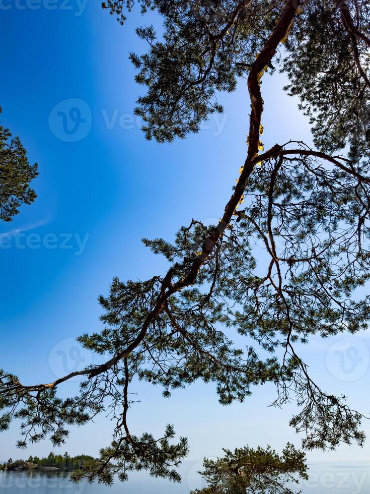 Serene view of pine tree branches extending over a calm lake under a clear blue sky, capturing the essence of nature's tranquility photo