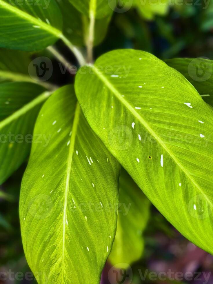 A detailed close-up of vibrant green tropical leaves, showcasing their texture and natural patterns. Perfect for nature, botanical, and greenery themes. photo