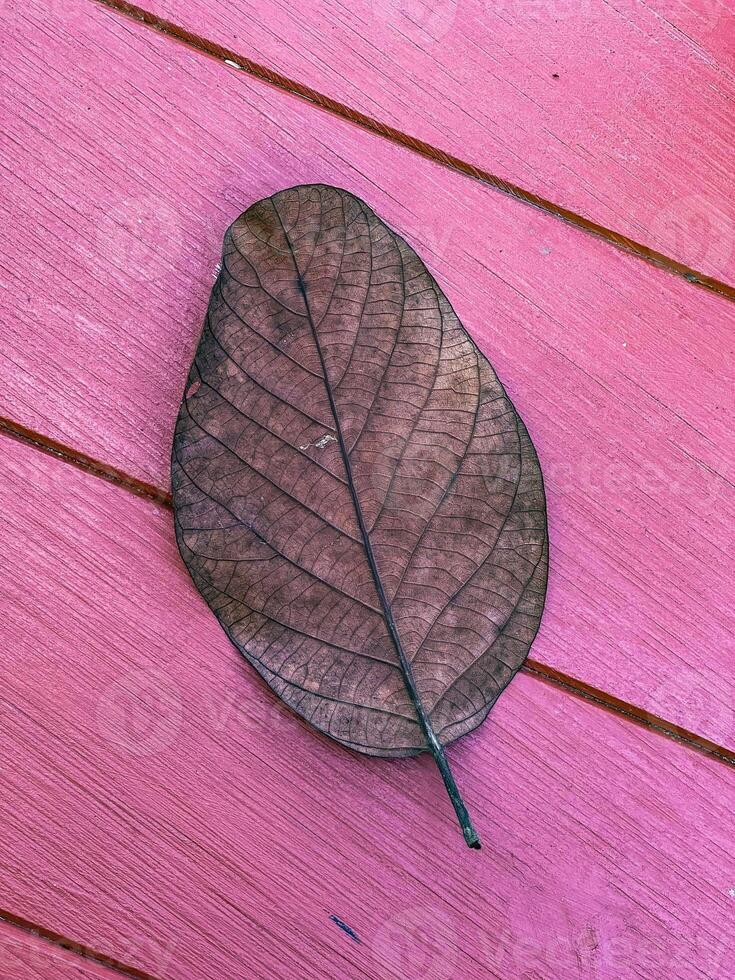Detailed close-up of a dried leaf resting on a vibrant pink wooden surface, highlighting the intricate leaf veins and contrasting colors. Perfect for themes of nature and textures photo