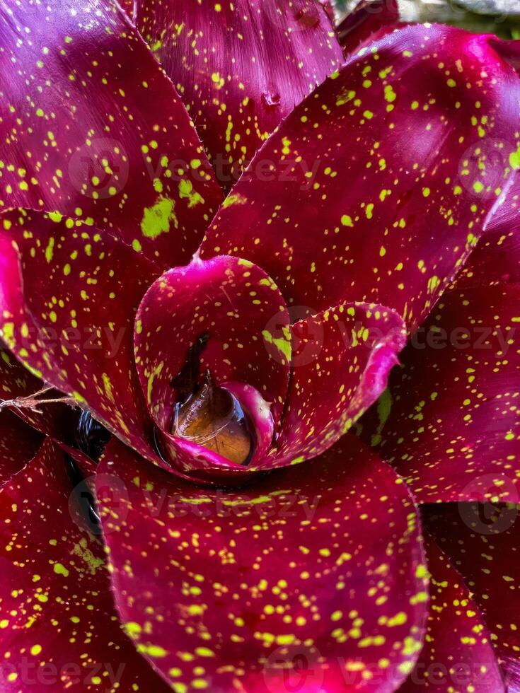 Detailed close-up of a vibrant red bromeliad with striking yellow spots, showcasing its beautiful pattern and texture. Perfect for themes of nature, botany, and colorful plants photo