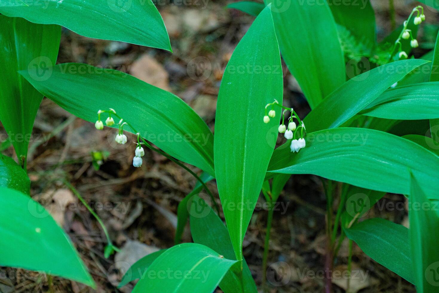 A detailed close-up of delicate Lily of the Valley flowers with vibrant green leaves, taken in a serene forest setting. Perfect for nature, botanical, and seasonal themes photo