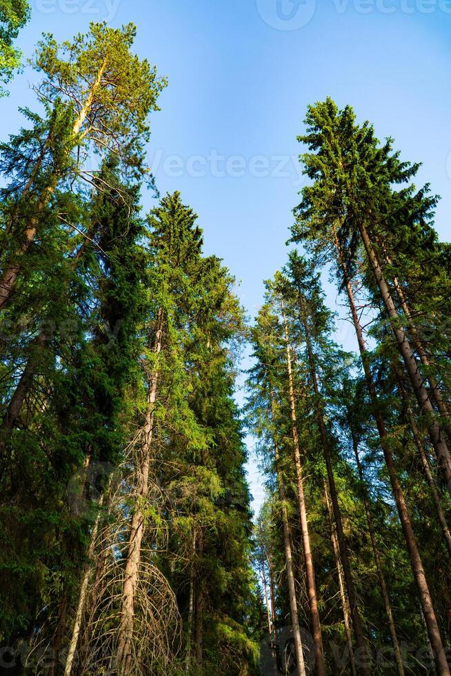 A mesmerizing view of towering pine tree canopies reaching up towards a clear blue sky. The dense green foliage creates a captivating natural scene, perfect for nature, botanical, and outdoor themes. photo
