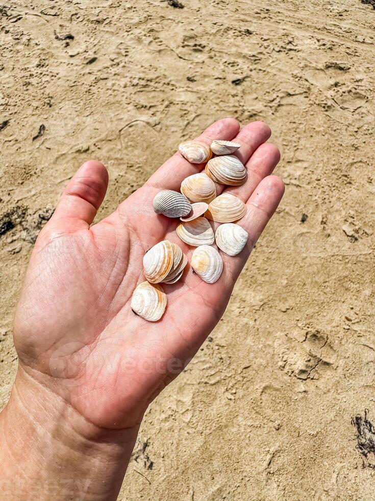 Hand with pile of seashells. Summer vacation concept. High quality photo