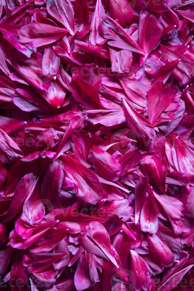 abstract background of purple peony petals, magenta color of the year yes yes. High quality photo