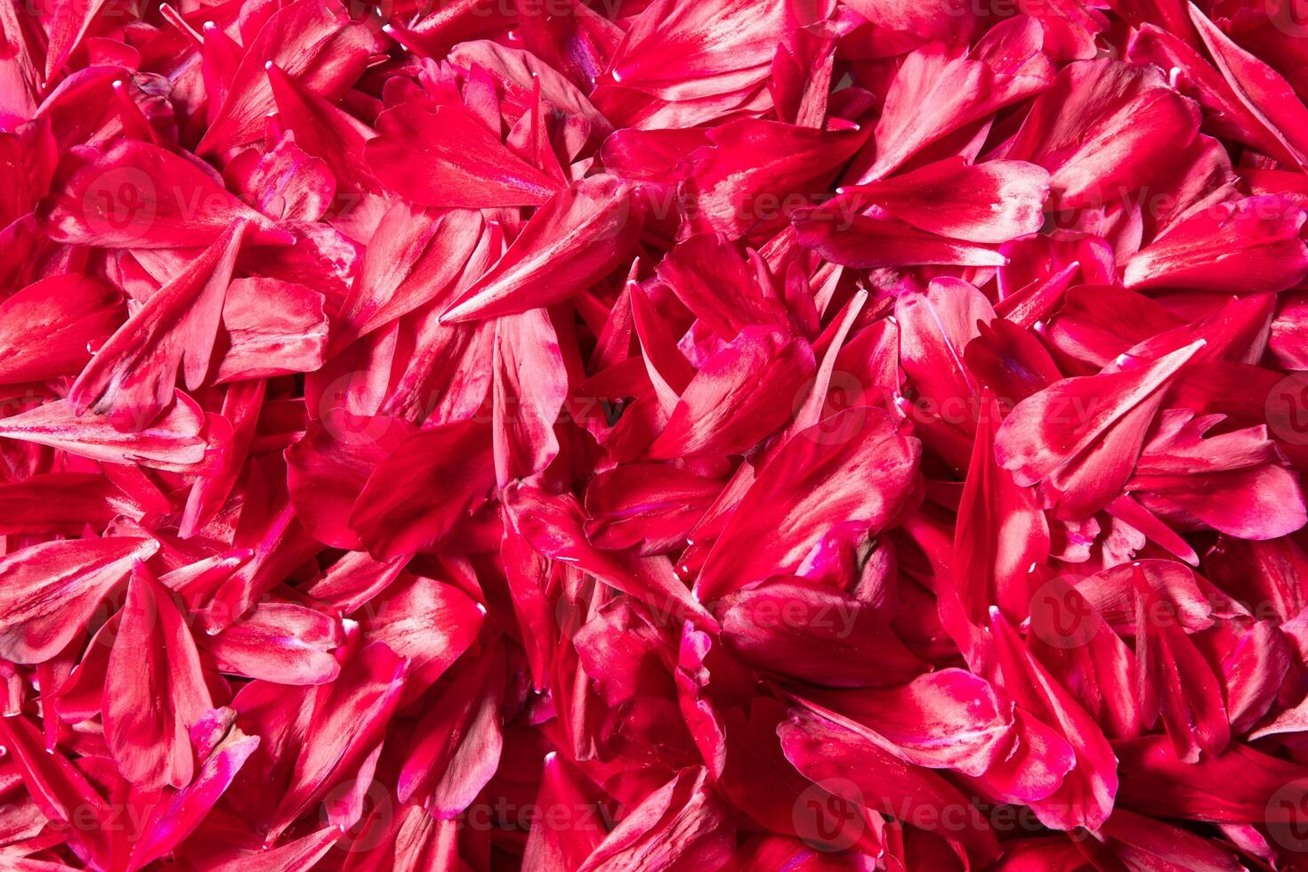 abstract background of burgundy peony petals, magenta color of the year yes yes. High quality photo