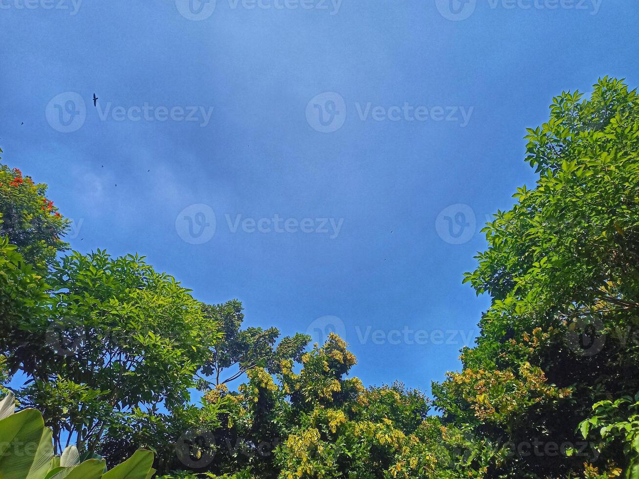 A tree with lush leaves againts a sky background photo